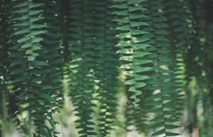 Nephrolepid sp, fern in garden, vintage tone and nature background photo