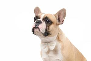 cute french bulldog wear bow tie isolated on white background, photo