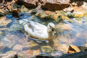 blanco Pato nadar en estanque foto