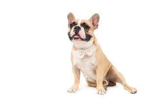 portrait of cute french bulldog wear white bowtie and sitting isolated photo