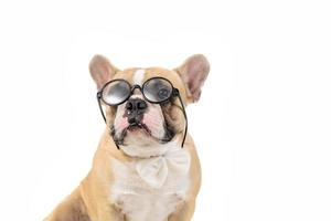 Cute french bulldog wear glasses and white bow tie isolated photo