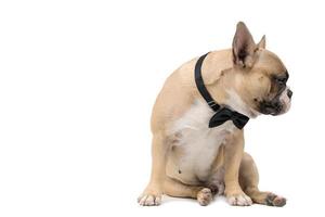 an anorexic french bulldog siting on a white background, photo