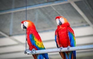 hermosa rojo guacamayo loro encaramado en un rama, mascota concepto foto