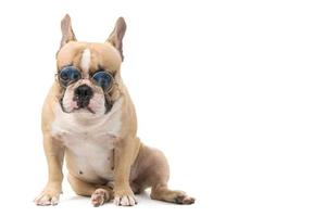 cute french bulldog wear glasses sitting isolated, pet and animal concept photo