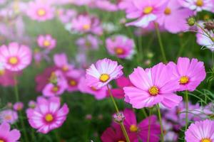 closed up beautiful pink cosmos flower in garden, nature flower background photo