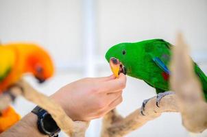 mano hombre alimentación comida verde guacamayo loro, mascota pájaro concepto foto