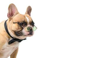 Cute french bulldog wear bow tie and glasses isolated on white photo
