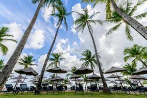 Beach chairs with umbrellas lined the beach under coconut trees on summer photo