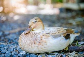 Cute duck sit on rock in morning, photo