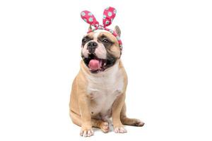 Cute french bulldog wear headband and smile isolated on white photo