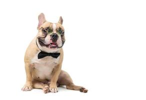 cute french bulldog wear glasses with black bow tie sit isolated on white background, pet photo