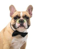 cute french bulldog wear glasses with black bow tie and look at camera isolated photo