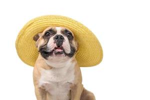 Cute french bulldog wear summer hat isolated on white background, photo