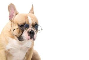 cute french bulldog wear eye glasses isolated photo