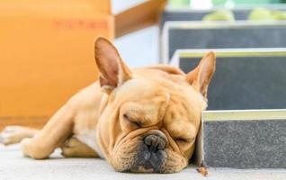 french bulldog sleep near stairs, rest and relax animal photo