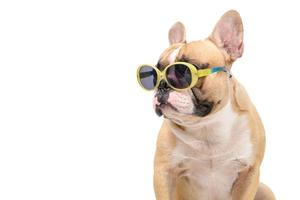 Cute french bulldog wear fashion sunglasses isolated on white background, photo