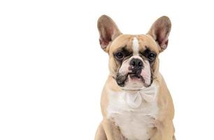 French bulldog feel angry and look at camera isolated on white backgrond, photo