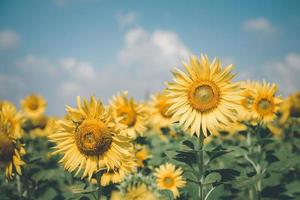 Beautiful sunflower flower blooming in sunflowers field on winter season, vintage tone photo