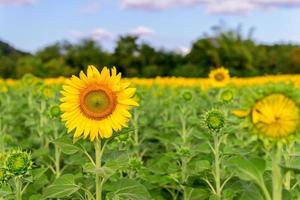 girasoles es floreciente en el girasol campo. industrial soltar de lopburi provincia. foto