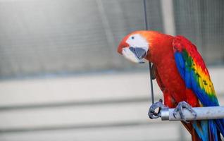 hermosa rojo guacamayo loro encaramado en un rama, mascota pájaro foto