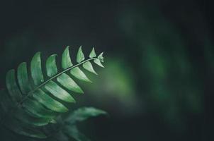 Close up of Nephrolepid sp leaf. fern in garden, vintage tone photo
