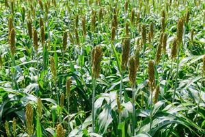 Great Millet field on summer in Lop Buri, agriculture plant photo