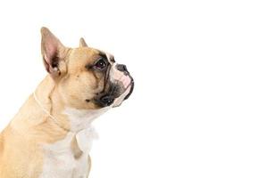 Side  view of cute french bulldog wear white bowtie isolated on white background, photo