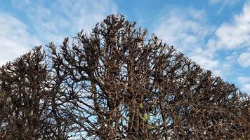 Clipped a Bush on a blue background. photo