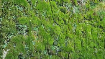 Green moss grows on the wall. photo