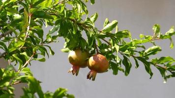 granada Fruta en árbol, agricultura. foto