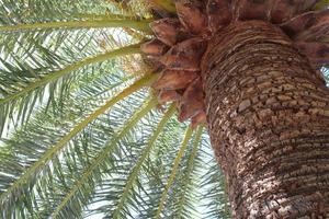 View under palm tree. A large tree trunk. photo