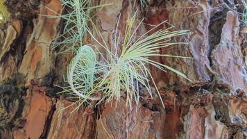 A new coniferous branch grows out of the tree's bark. photo