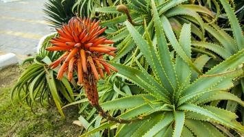 A red flower bloomed from the aloe. photo