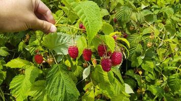 The guy is holding a sprig of ripe raspberries in his hand. photo