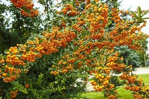 Bright orange sea buckthorn berries close-up. photo