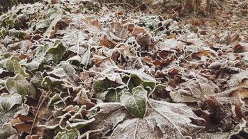 The first frost covered the forest leaves with frost. photo