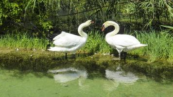 dos blanco cisnes son en pie en el río. todo es verde. foto