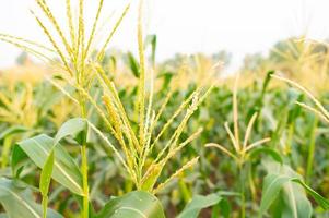 A selective focus picture of corn cob in organic corn field. photo