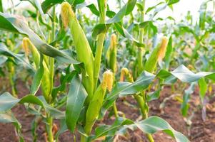 A selective focus picture of corn cob in organic corn field. photo