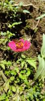 un marrón mariposa perchas en un zinnia flor a chupar el flor jugo foto