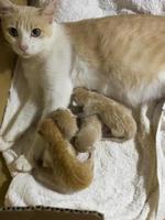 Newborn cat babies breastfeeding on mommy photo