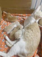 Newborn cat babies breastfeeding on mommy photo