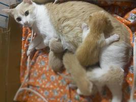 Newborn cat babies breastfeeding on mommy photo