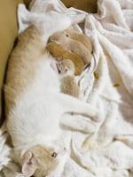 Newborn cat babies breastfeeding on mommy photo