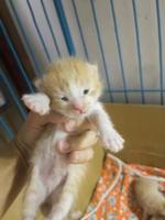 Newborn baby cat on female hand photo