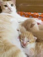 Newborn cat babies breastfeeding on mommy photo