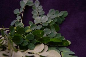 moringa hojas en un negro antecedentes foto