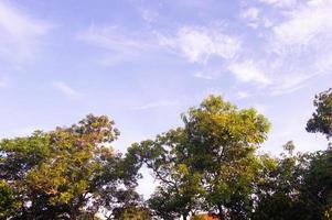 siluetas de árbol hojas en contra un antecedentes de nubes y claro cielo foto