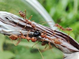 weaver ants are preying on other ants. photo