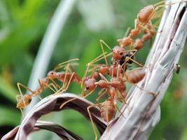 tejedor hormigas son presa en otro hormigas foto